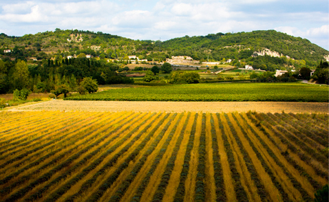 Le vignoble du Languedoc