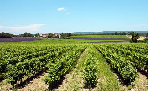 Le Vignoble de la vallée du Rhône